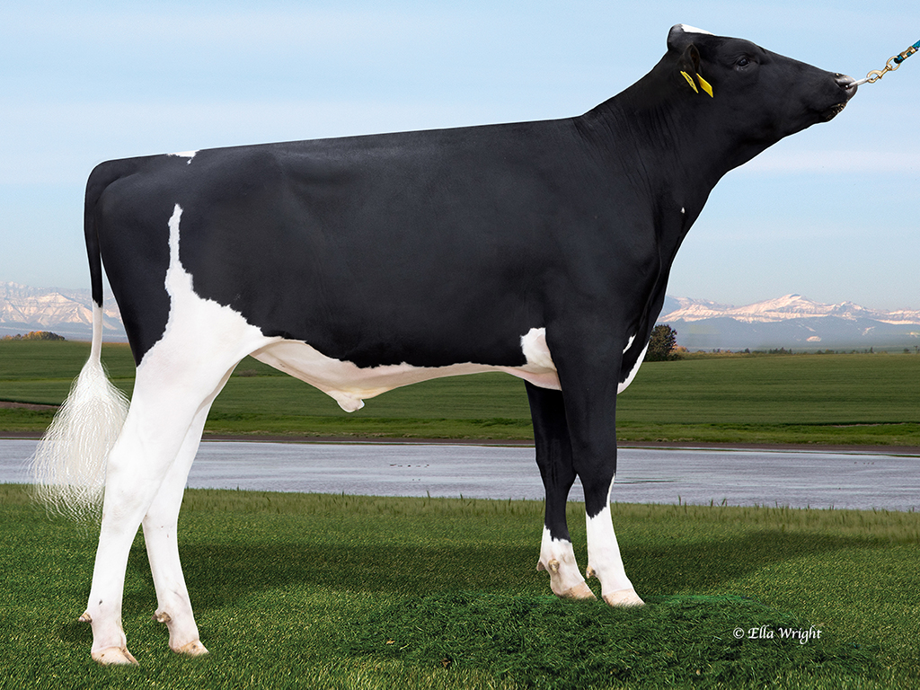Holstein dairy bull Peak Breaking News
